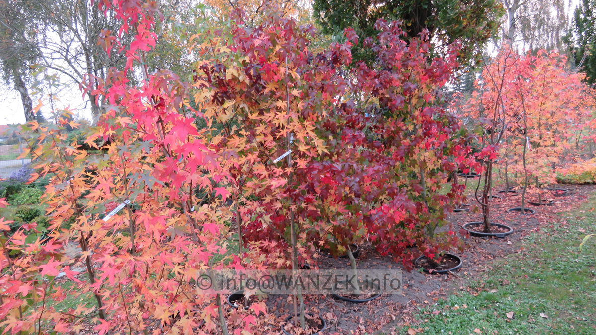 Liquidambar styraciflua  ganze Beete Herbst 02.JPG